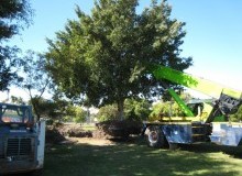 Kwikfynd Tree Management Services
alvie